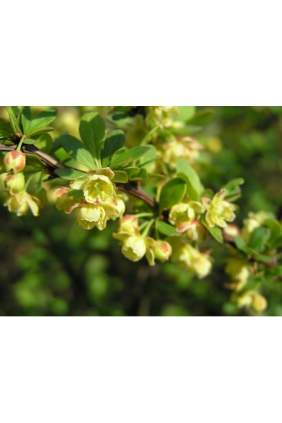 Барбарис Тунберга Грін Карпет 